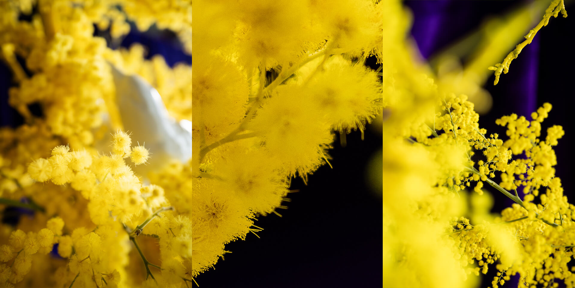 MIMOSA 2